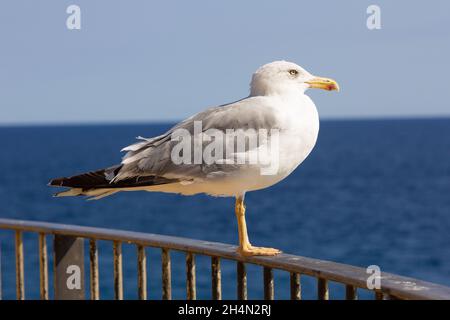 Möwen, Seevöll, Fliegen und entspannt, schweben durch den Himmel Stockfoto