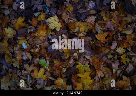 Ein paar gelbe Herbstblätter Szene Hintergrund Textur auf einem felsigen Boden, die den Beginn des Herbstes platziert. Wunderschöne Herbstszene im Park. Stockfoto