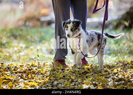 Merle Border Collie Welpe an der Leine auf dem Spaziergang. Weibliche Besitzerin und niedlicher Welpe im Herbstwald. Stockfoto