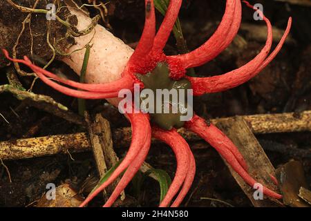 Anemone-Stinkhorn (Aseroe rubra) mit fütternden Jungfliegen (Sphaeroceridae) Stockfoto