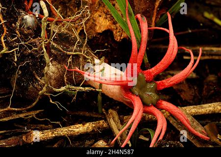 Anemone-Stinkhorn (Aseroe rubra) mit fütternden Jungfliegen (Sphaeroceridae) Stockfoto