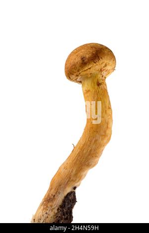 Gymnopilus junonius eine Pilzart aus der Familie der Cortinariaceae, bekannt als spektakuläre Rustgill. Isoliert auf weißem Hintergrund. Stockfoto