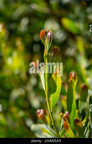 Akazie Melanoxylon oder Acacia Penninervis, dunkelgrün, schmale Blätter und kleine, kugelartige, gelblich-weiße Blüten. Wildes Schwarzholz oder Wattle ist floweri Stockfoto