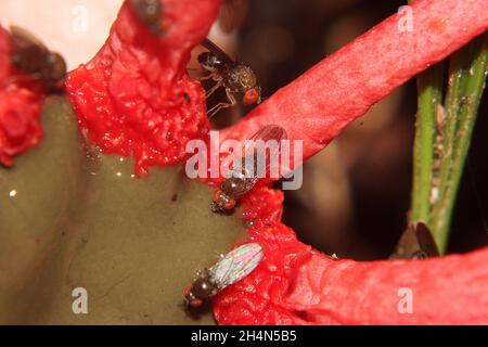 Anemone-Stinkhorn (Aseroe rubra) mit fütternden Jungfliegen (Sphaeroceridae) Stockfoto