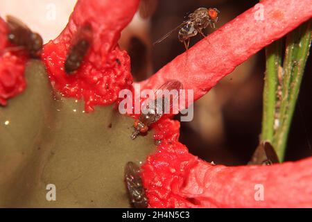 Anemone-Stinkhorn (Aseroe rubra) mit fütternden Jungfliegen (Sphaeroceridae) Stockfoto