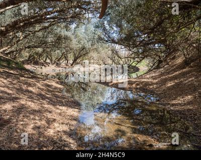 Side Billabong des Fitzroy River, Mornington, Kimberley Stockfoto