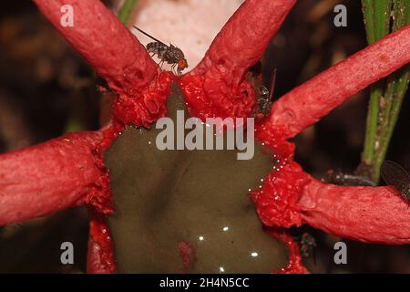 Anemone-Stinkhorn (Aseroe rubra) mit fütternden Jungfliegen (Sphaeroceridae) Stockfoto