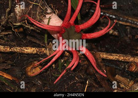 Anemone-Stinkhorn (Aseroe rubra) mit fütternden Jungfliegen (Sphaeroceridae) Stockfoto