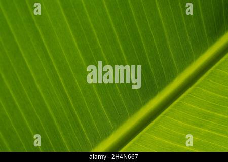 Textur von Fragment grünen verlassen der Bananenpalme. Hintergrund exotischer Urlaub, Nahaufnahme. Speicherplatz kopieren Stockfoto