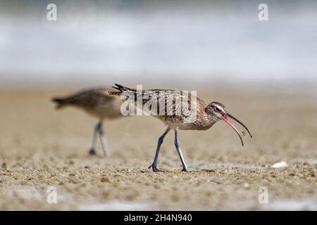 whimbrel oder Whimbrel am Strand in china Stockfoto