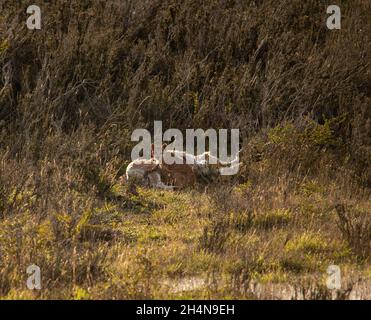 Puma Cub frisst Beute eine Guanaca in Torres del Paine Patagonia Chile Stockfoto