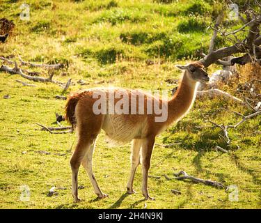 Nahaufnahme der Guanaco Beweidung im Patagonia Park in Chile. Stockfoto