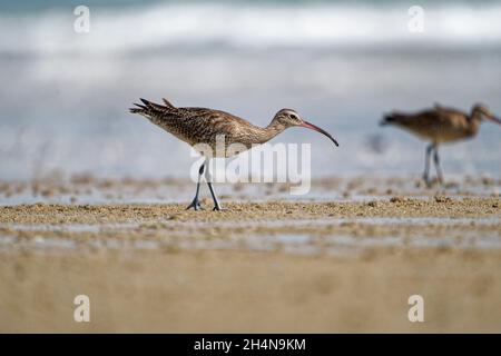 whimbrel oder Whimbrel am Strand in china Stockfoto