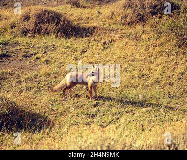 Nahaufnahme des Graufuchses aus dem Süden in einem Park in Patagonien, Chile. Stockfoto