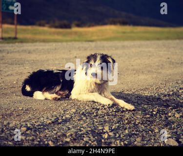 Nahaufnahme eines schwarz-weißen Hundes, der auf einer Schotterstraße liegt Stockfoto