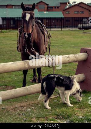 Schwarz-weißer Hund vor einem gesattelten Pferd, das an einen Holzpfosten-Zaun gebunden ist Stockfoto