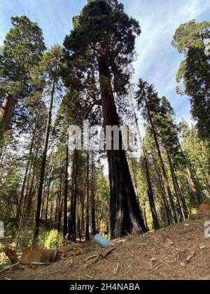 Three States, California, Usa. Okt. 2021. Blick vom Generals Highway auf das 10/29 KNP Complex Wildfire in den Sequoia & Kings Canyon National Parks, Three River, Kalifornien. Ein Feuer, das im September mit einem Blitzschlag begann, brannte über 88 Hektar in den Nationalparks Sequoia und Kings Canyon, einschließlich eines Teils eines historischen Hains mit riesigen Mammutbäumen. Stockfoto