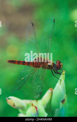 Libelle Aeschna Viridls mit bunten Flügeln schön, isoliert auf weiß, Makro-Aufnahmen, zeigt Augen Libelle und Flügel Detail. Wunderschön Stockfoto