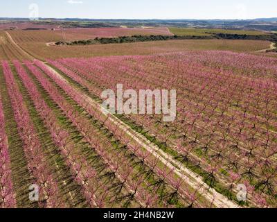 Pfirsichblüte auf den Feldern und Wiesen Europas Stockfoto