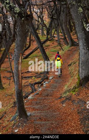 Wanderer in lenga Wald am Anschluss zur Laguna de los Tres, Parque Nacional Los Glaciares (World Heritage Area), Patagonien, Argentinien, Südamerika (MR) Stockfoto