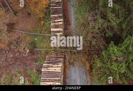 Schmitten, Deutschland. November 2021. Gefallene Bäume liegen über einem Waldweg im Hochtaunus bei Schmitten, wo gesägte Baumstämme gestapelt sind (Luftaufnahme mit Drohne). Der Hessische Waldstatusbericht wird am 4. November 2021 vorgestellt. Kredit: Arne Dedert/dpa/Alamy Live Nachrichten Stockfoto