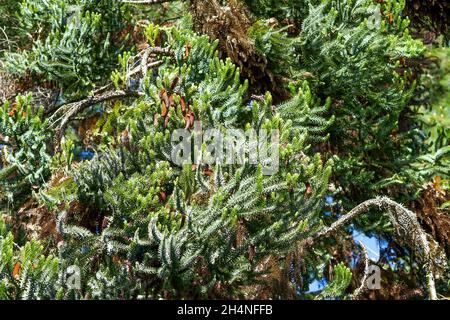 Natürlicher Hintergrund von grünen Nadeln und Ästen Araucaria mit Zapfen. Stockfoto