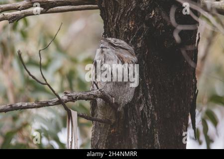 Tawny Frogmouth schlief tagsüber auf einem Baum Stockfoto