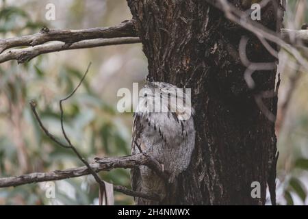 Tawny Frogmouth schlief tagsüber auf einem Baum Stockfoto