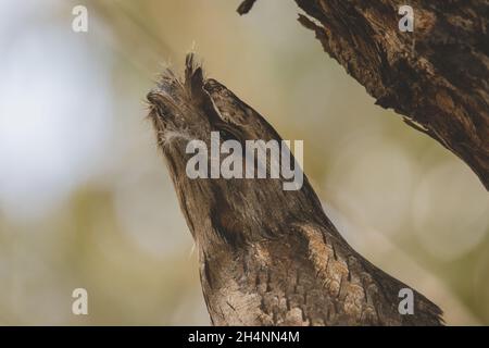 Tawny Frogmouth schlief tagsüber auf einem Baum Stockfoto