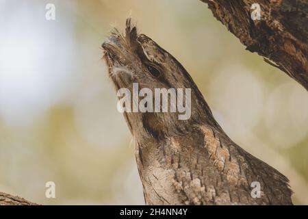 Tawny Frogmouth schlief tagsüber auf einem Baum Stockfoto