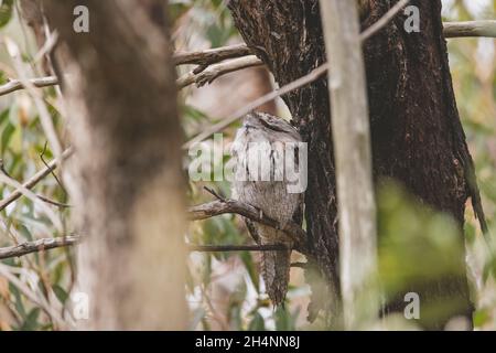 Tawny Frogmouth schlief tagsüber auf einem Baum Stockfoto