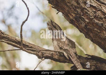 Tawny Frogmouth schlief tagsüber auf einem Baum Stockfoto