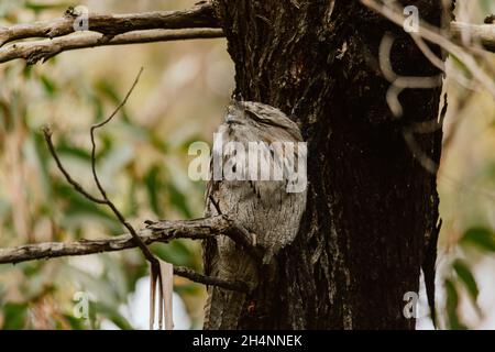 Tawny Frogmouth schlief tagsüber auf einem Baum Stockfoto