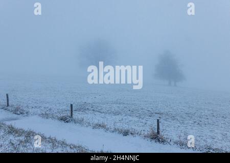 Freiburg Im Breisgau, Deutschland. November 2021. Zwei Bäume stehen im dichten Nebel nahe dem Gipfel des Schauinsland, während auf einem Pfad im Vordergrund frischer Schnee liegt. Die Schneelinie im südlichen Schwarzwald ist in der Nacht auf Donnerstag unter 1000 Meter gefallen. Quelle: Philipp von Ditfurth/dpa/Alamy Live News Stockfoto