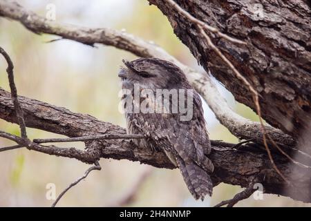 Tawny Frogmouth schlief tagsüber auf einem Baum Stockfoto