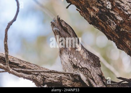 Tawny Frogmouth schlief tagsüber auf einem Baum Stockfoto