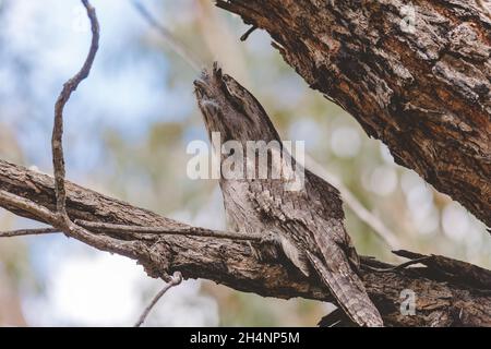 Tawny Frogmouth schlief tagsüber auf einem Baum Stockfoto