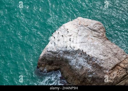 Großer Kormoran, Phalacrocorax carbo, auf einem Felsen in der Nähe von Peniscola, Valencia, Spanien Stockfoto