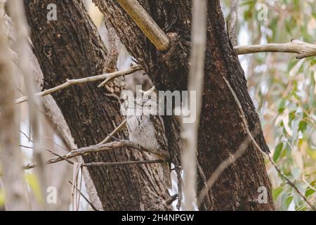 Tawny Frogmouth schlief tagsüber auf einem Baum Stockfoto