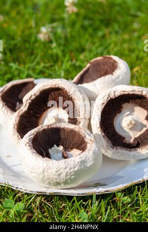 Vertikale Makroaufnahme von Hymenophoren von geschnittenen Champignon-Kappen, auch bekannt als Agaricus bisporus Stockfoto