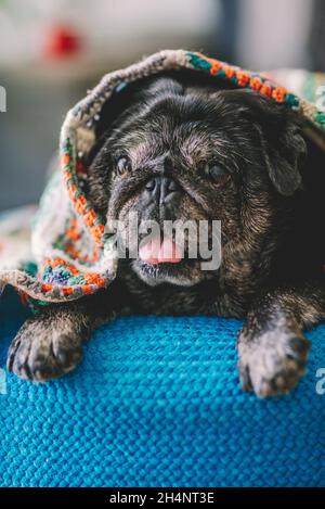 Netter und lustiger schwarzer pld Pug Hund mit bunter Decke auf dem Kopf haben sich zu Hause entspannt und auf blauem Sofa liegend. Bester Freund Tier Konzept Lifestyle drinnen Stockfoto