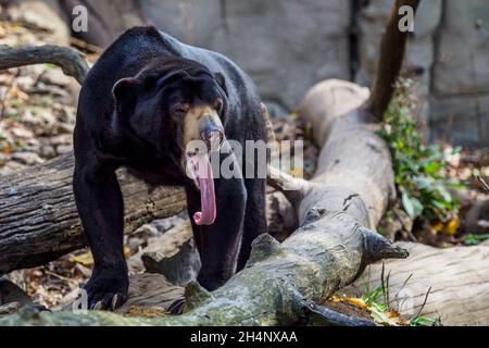 Malaiischer Sonnenbär, auch bekannt als malaysischer Bär (Helarctos malayanus), der seine Zunge zeigt. Stockfoto