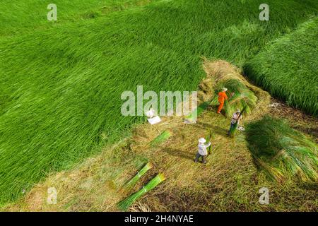 Die Bauern ernten im größten Sedge-Feld in Vietnam Sedge-Pflanzen. Fotos von oben Stockfoto