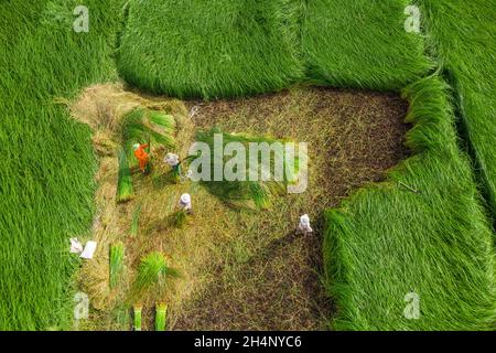 Die Bauern ernten im größten Sedge-Feld in Vietnam Sedge-Pflanzen. Fotos von oben Stockfoto