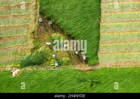 Die Bauern ernten im größten Sedge-Feld in Vietnam Sedge-Pflanzen. Fotos von oben Stockfoto