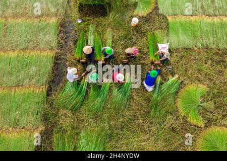 Die Bauern ernten im größten Sedge-Feld in Vietnam Sedge-Pflanzen. Fotos von oben Stockfoto