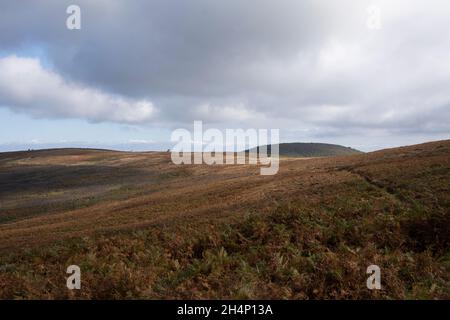 Oktober Wanderung über die karge Landschaft der Quantock Hills, Somerset im Südwesten Englands Stockfoto