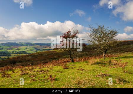 Oktober Wanderung über die karge Landschaft der Quantock Hills, Somerset im Südwesten Englands Stockfoto