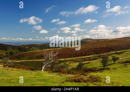 Oktober Wanderung über die karge Landschaft der Quantock Hills, Somerset im Südwesten Englands Stockfoto