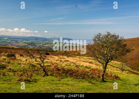 Oktober Wanderung über die karge Landschaft der Quantock Hills, Somerset im Südwesten Englands Stockfoto